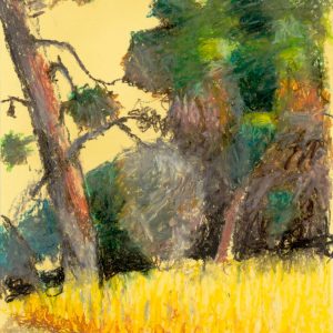 Trees in Golden Light