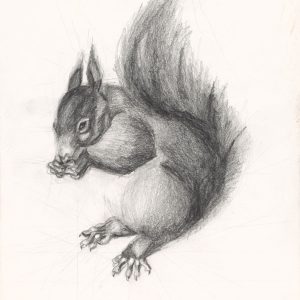 Squirrel