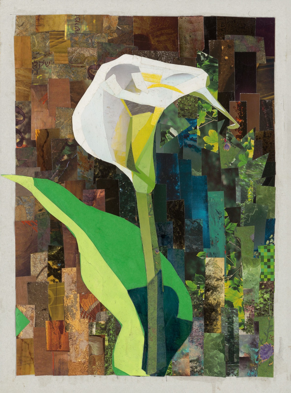 Kala-White Bloom